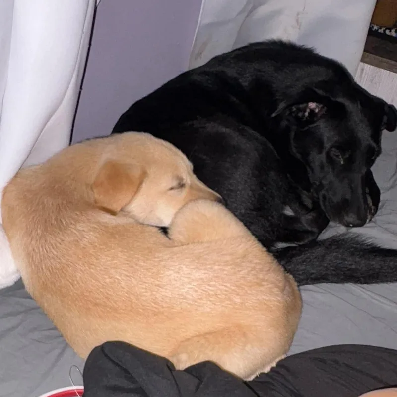 Blondie thumbnail 3
