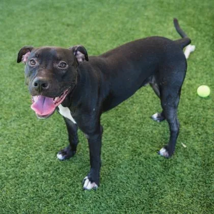 A young large-sized male Black Mixed Breed dog named Joy Boy for adoption in Atlanta, GA