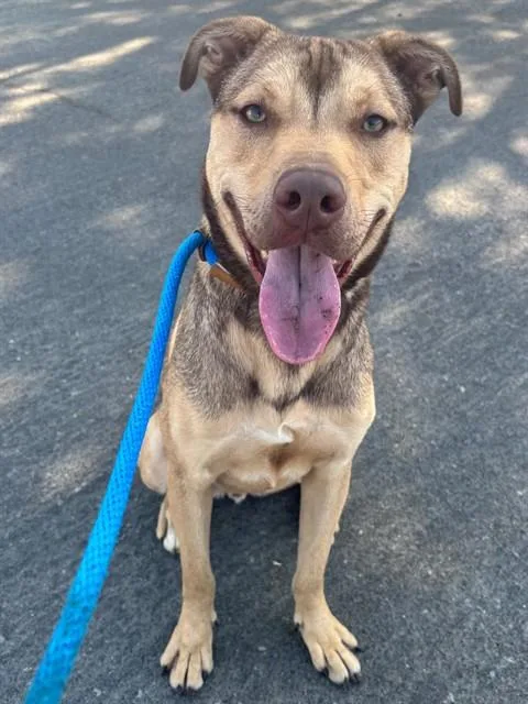 An adult large-sized male Pit Bull Terrier dog named Travis for adoption in Camarillo, CA