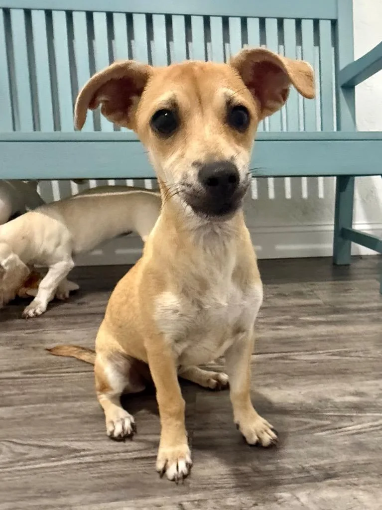 A baby small-sized female Chihuahua dog named Margo for adoption in Labelle, FL