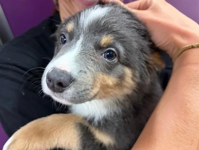 A baby small-sized female Australian Shepherd dog named Oregano for adoption in Ames, IA