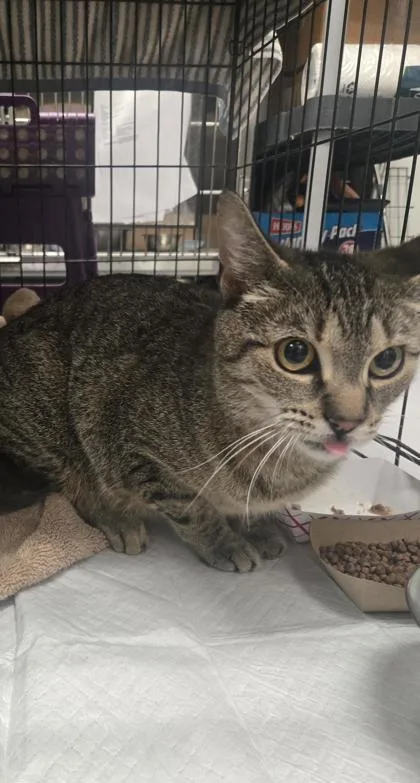 An adult small-sized female Domestic Short Hair cat named Visenya for adoption in West Chester, PA
