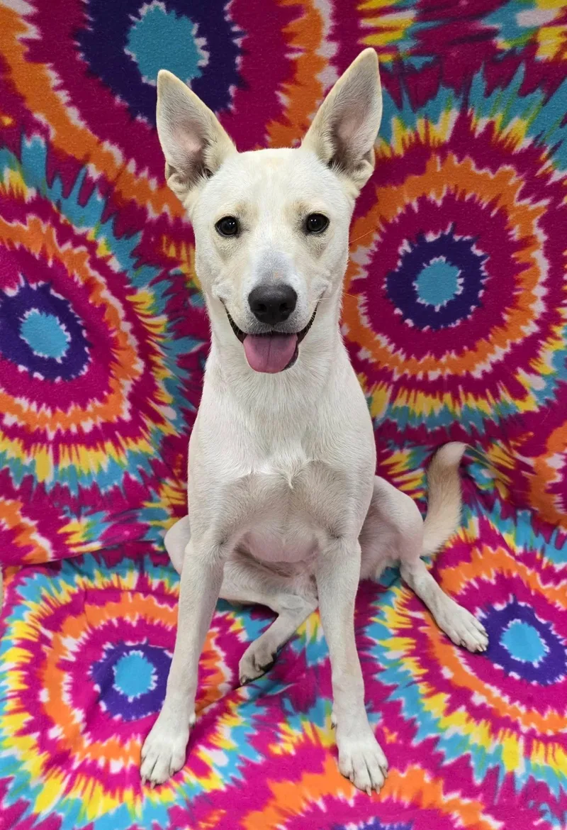 A young medium-sized female Mixed Breed dog named Stormi for adoption in Frankfort, IN