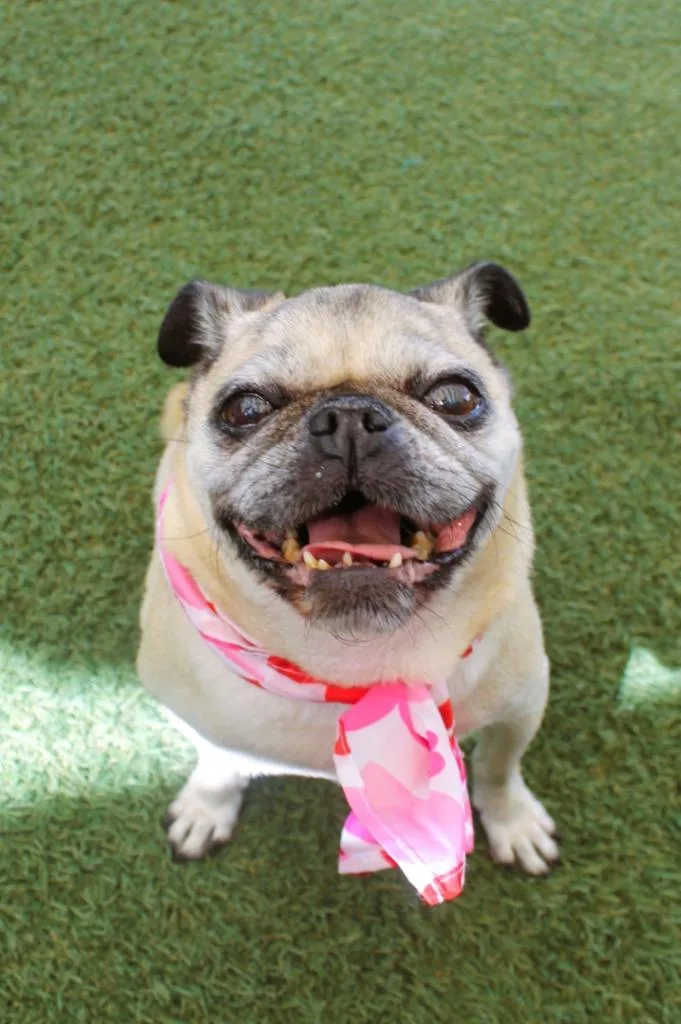 A senior small-sized female Pug dog named Baba for adoption in Gardena, CA