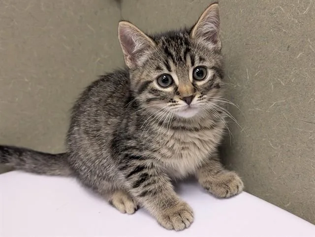 A baby small-sized female Domestic Short Hair cat named A for adoption in Moreno Valley, CA