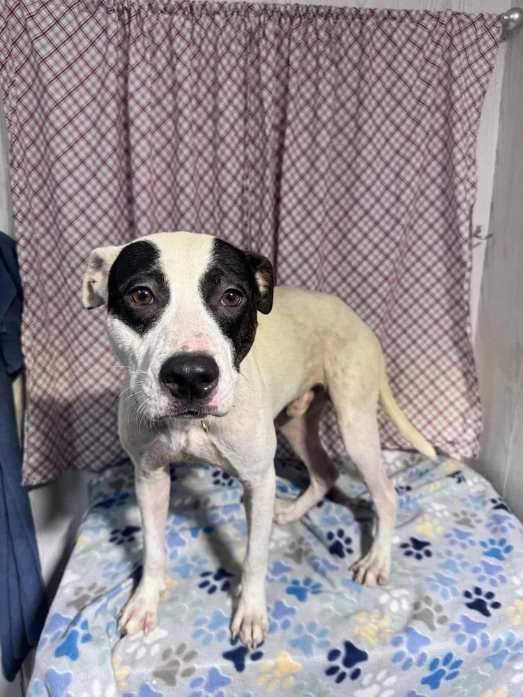 A young medium-sized male Tricolor (Brown, Black, & White) American Bulldog dog named Astraeus for adoption in Opelousas, LA