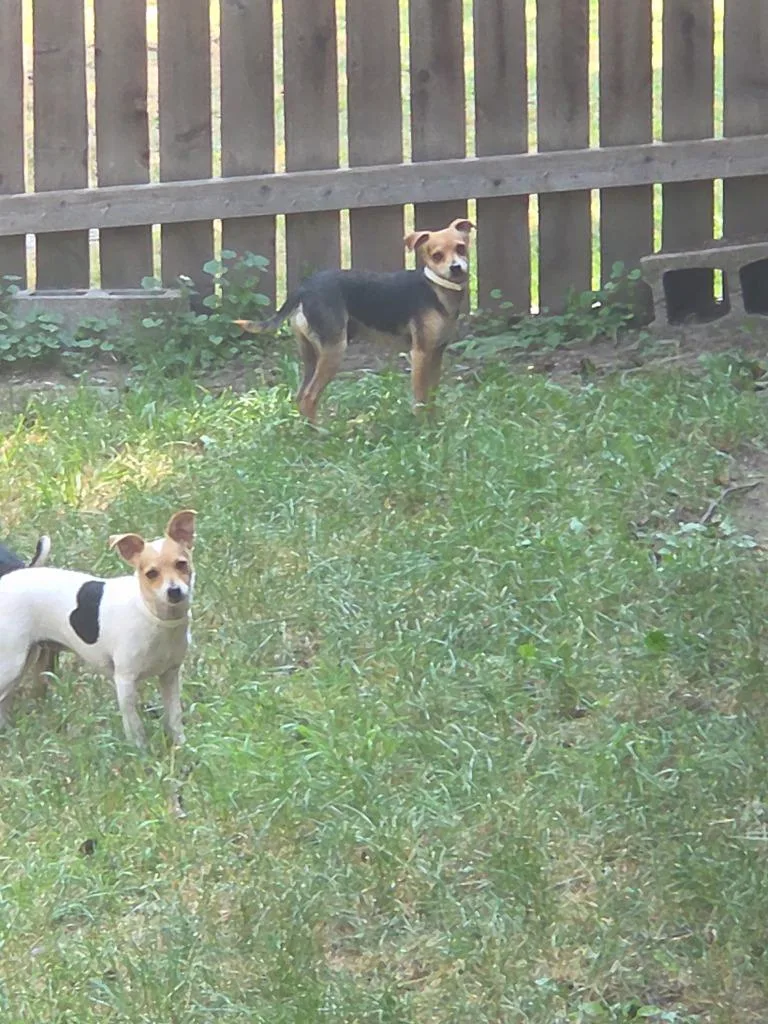A young small-sized female Chihuahua dog named Josie for adoption in Thompson Falls, MT
