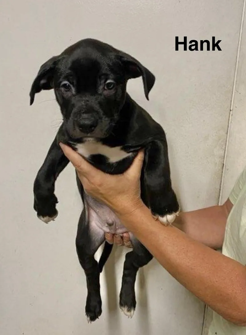 A baby medium-sized male Labrador Retriever dog named Hank for adoption in Manchester, CT