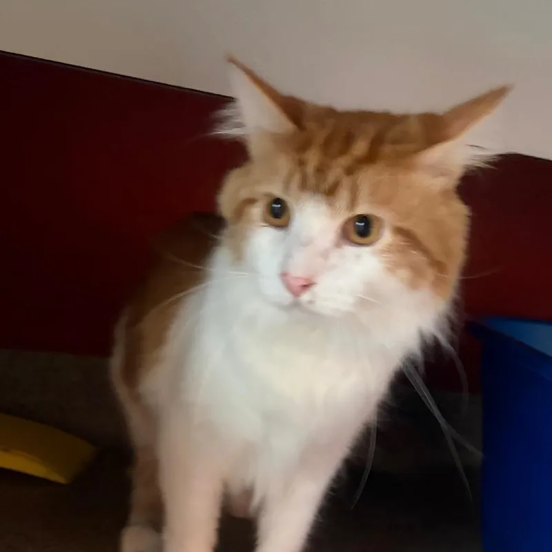 An adult large-sized male Domestic Long Hair cat named King Louie for adoption in Sarasota, FL