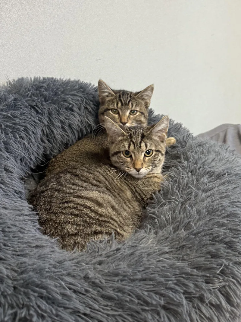 Stitch And Lilo thumbnail 2