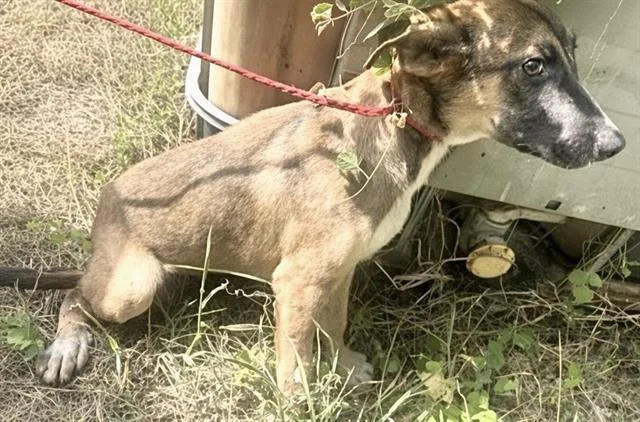 A baby medium-sized male German Shepherd Dog dog named Boomer for adoption in Houston, TX