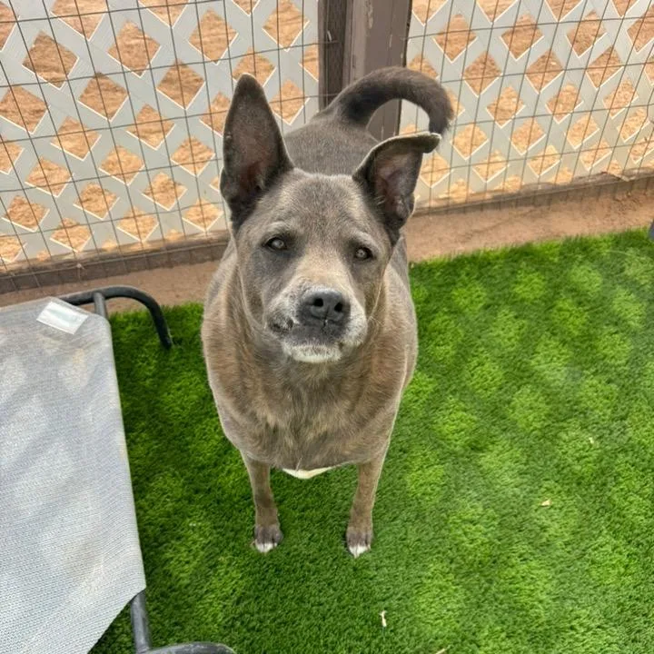 Buster Aka Saint thumbnail 2