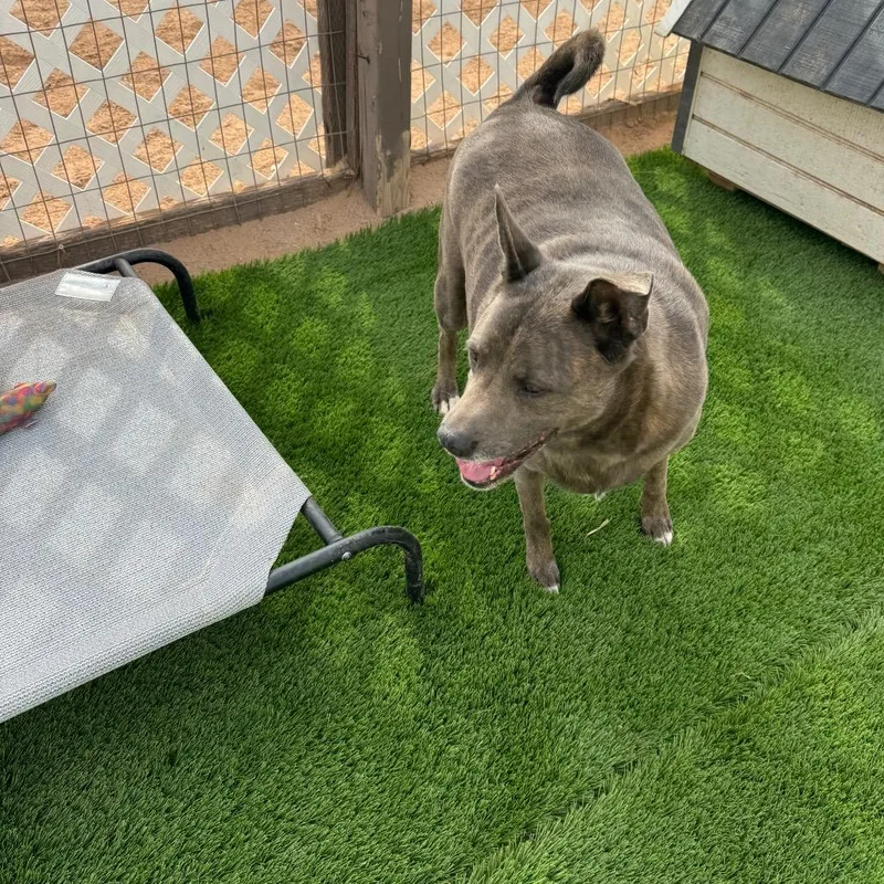 Buster Aka Saint thumbnail 3