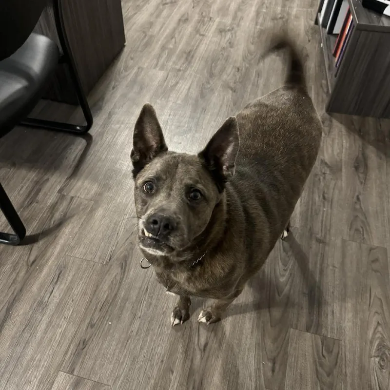 Buster Aka Saint thumbnail 4