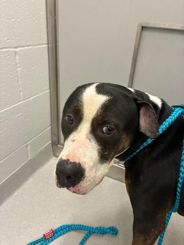 An adult medium-sized female Black Mixed Breed dog named Zoey for adoption in Rochester, NY