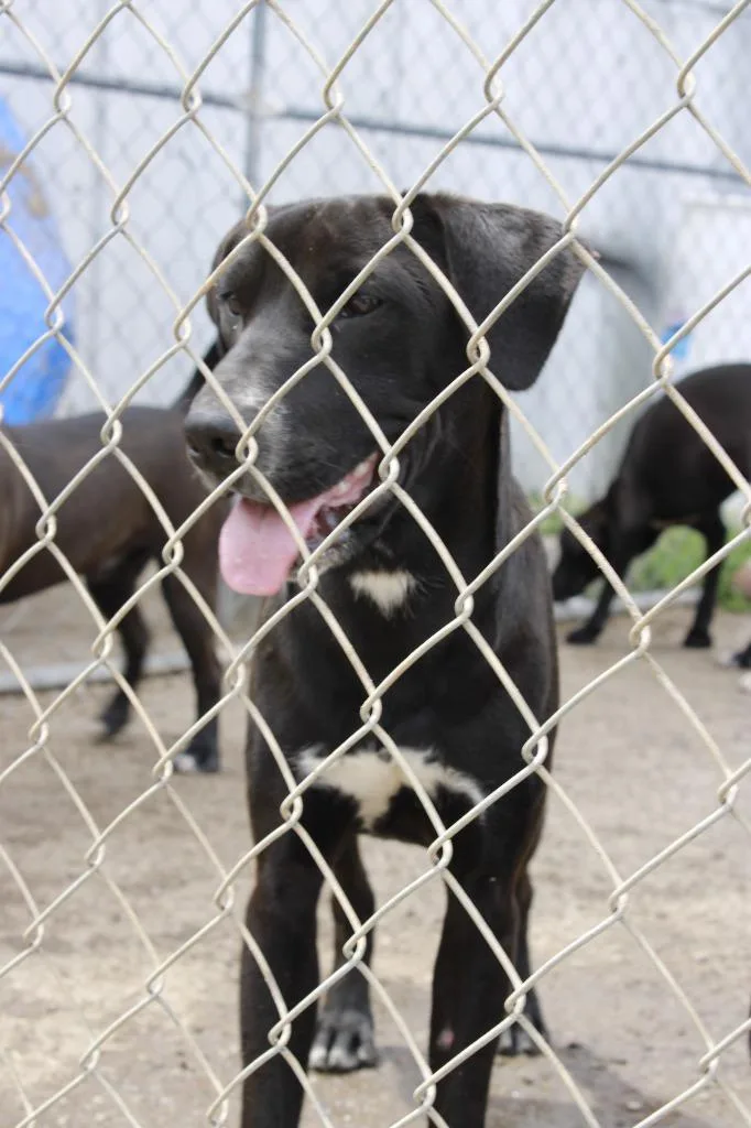 A baby medium-sized male Mixed Breed dog named Huck for adoption in Dyersburg, TN