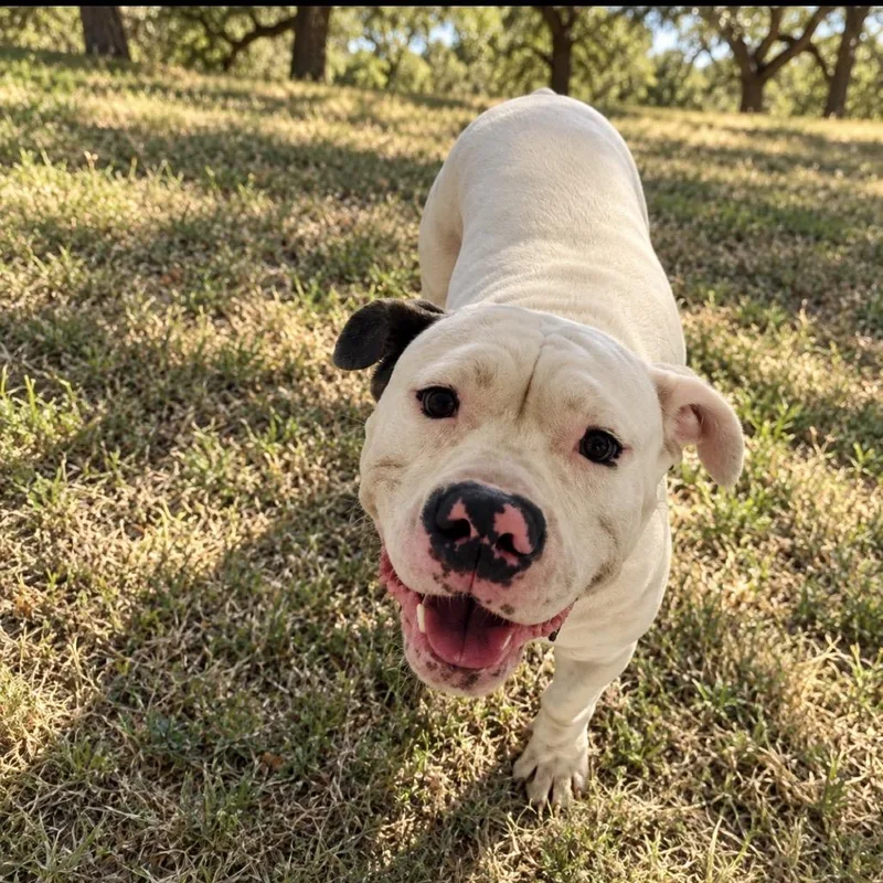 An adult large-sized female White / Cream Pit Bull Terrier dog named Dior for adoption in Bastrop, TX