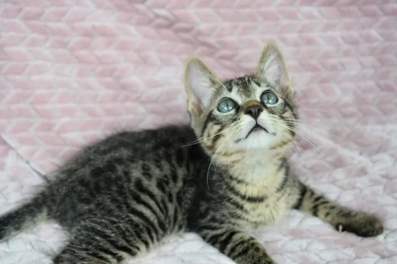 A baby medium-sized male Tabby (Brown / Chocolate) Tabby cat named Gilligan for adoption in Covington, LA
