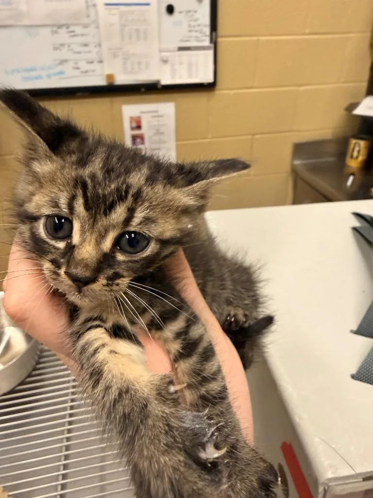 A baby small-sized male Domestic Short Hair cat named Razzle for adoption in Douglasville, GA