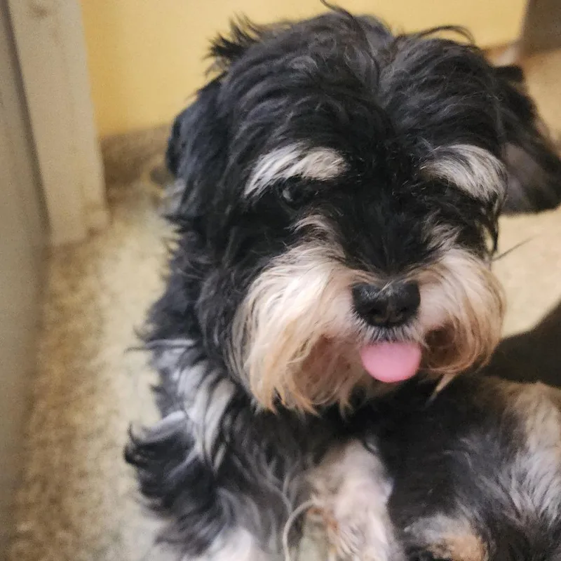 An adult small-sized male Black Shih Tzu dog named Leonard for adoption in Bedford, NH