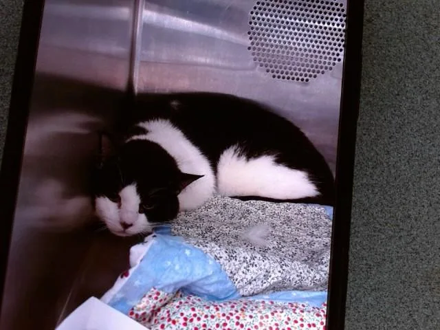 An adult medium-sized male Domestic Short Hair cat named Stick for adoption in Albuquerque, NM
