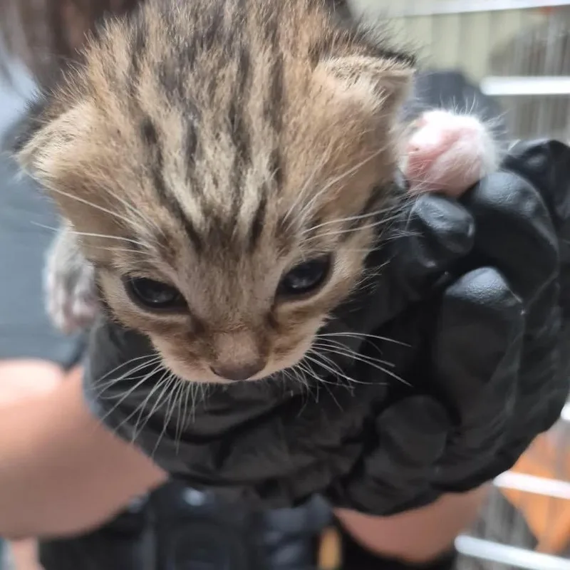 A baby small-sized male Brown / Chocolate Domestic Short Hair cat named Denver for adoption in Columbus, GA