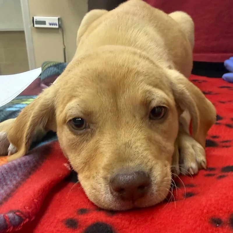 A baby small-sized female Yellow / Tan / Blond / Fawn English Bulldog dog named Dymond for adoption in Birmingham, AL