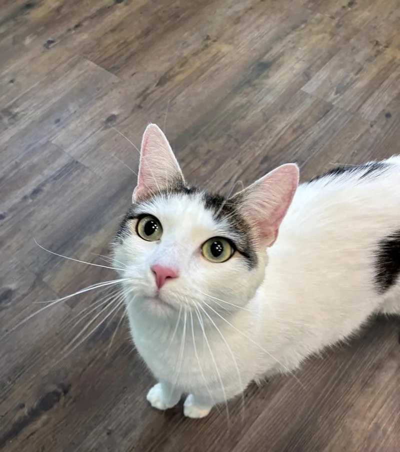 An adult large-sized male Black & White / Tuxedo Domestic Short Hair cat named Daring Danny for adoption in Randolph, MA
