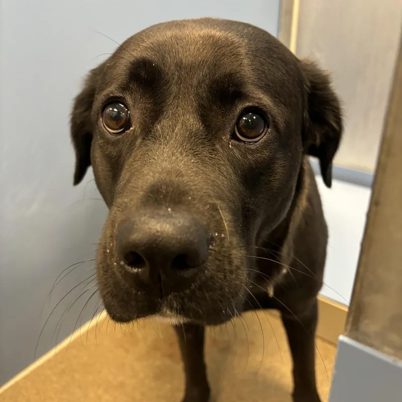 An adult large-sized female Black Labrador Retriever dog named Ella Mae for adoption in Council Bluffs, IA