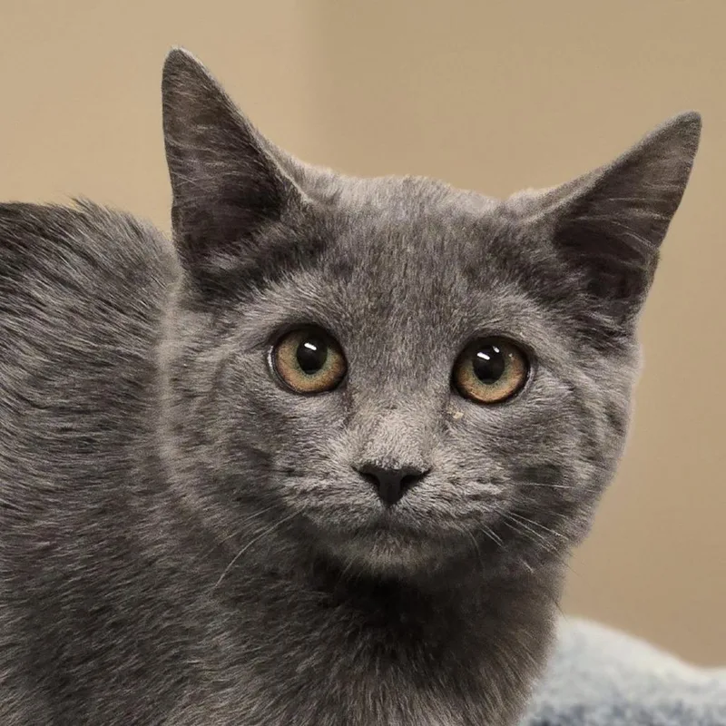 A baby small-sized female Gray / Blue / Silver Domestic Short Hair cat named Kelsey for adoption in Wickenburg, AZ