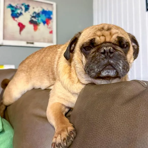 An adult small-sized male Pug dog named Milton for adoption in Des Moines, IA
