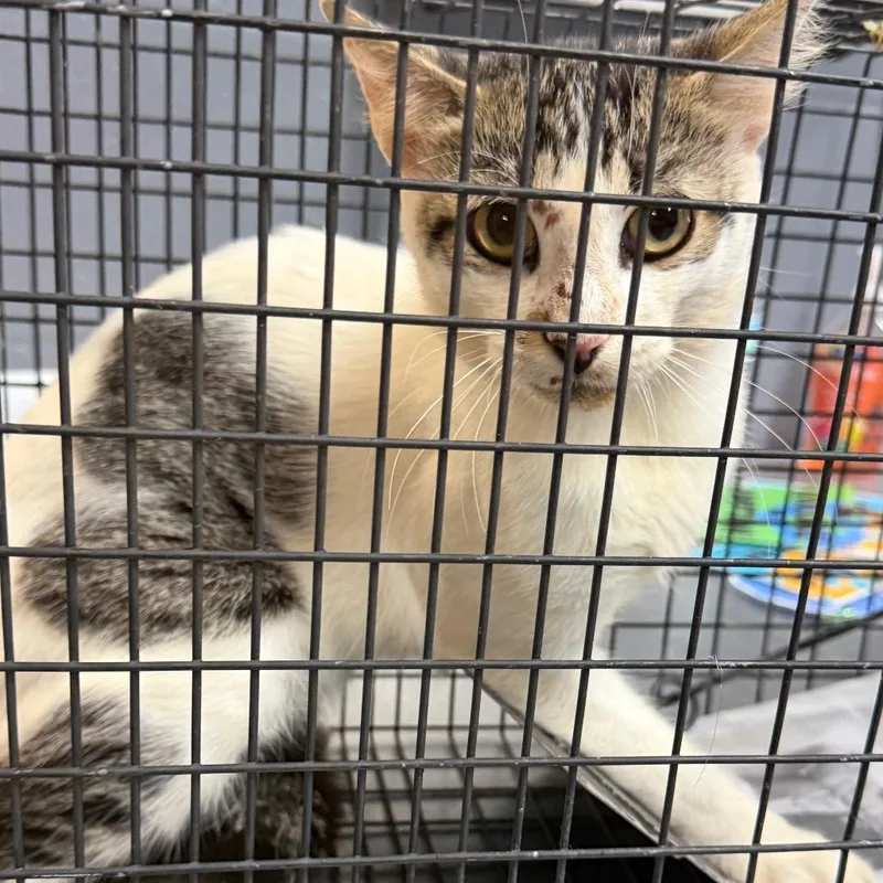 An adult small-sized male White Domestic Short Hair cat named TUSCWildlife for adoption in Tuscaloosa, AL
