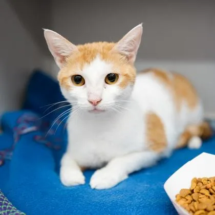 An adult small-sized female White Domestic Short Hair cat named Daisy for adoption in Atlanta, GA