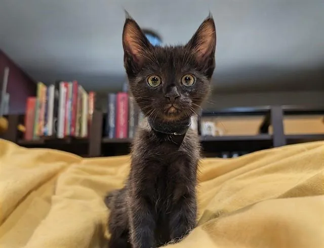 A baby small-sized female Domestic Short Hair cat named Burrito for adoption in Colorado Springs, CO