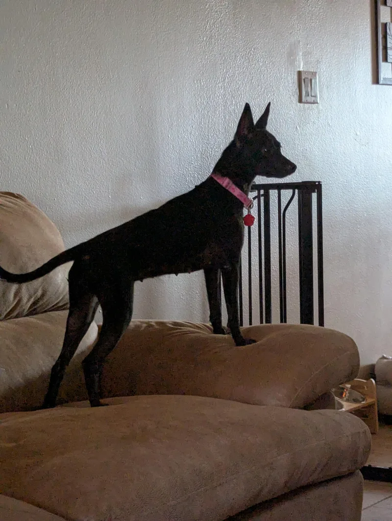 A young small-sized female Black Chihuahua dog named Betty for adoption in Mesa, AZ