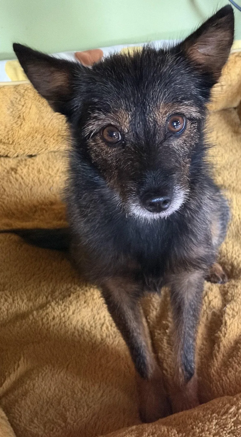 An adult small-sized female Yorkshire Terrier dog named Miss Frizzle for adoption in Alexandria, KY