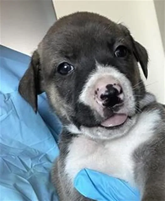 A baby medium-sized female Terrier dog named Sleepy for adoption in San Antonio, TX