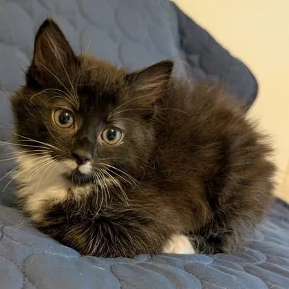 Luella