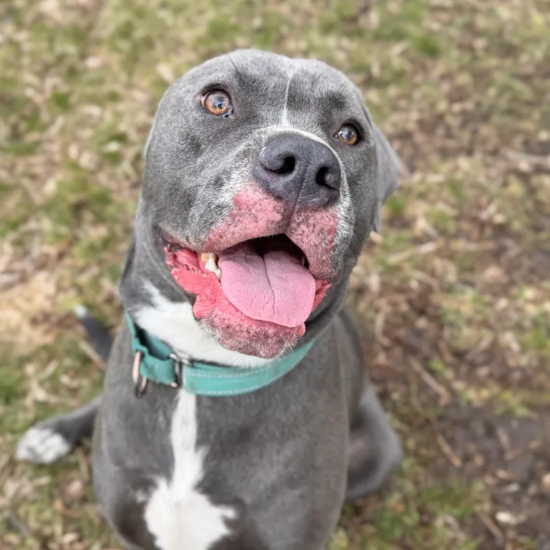 A young large-sized male Mastiff dog named Raven Courtesy Listing for adoption in Midland, MI