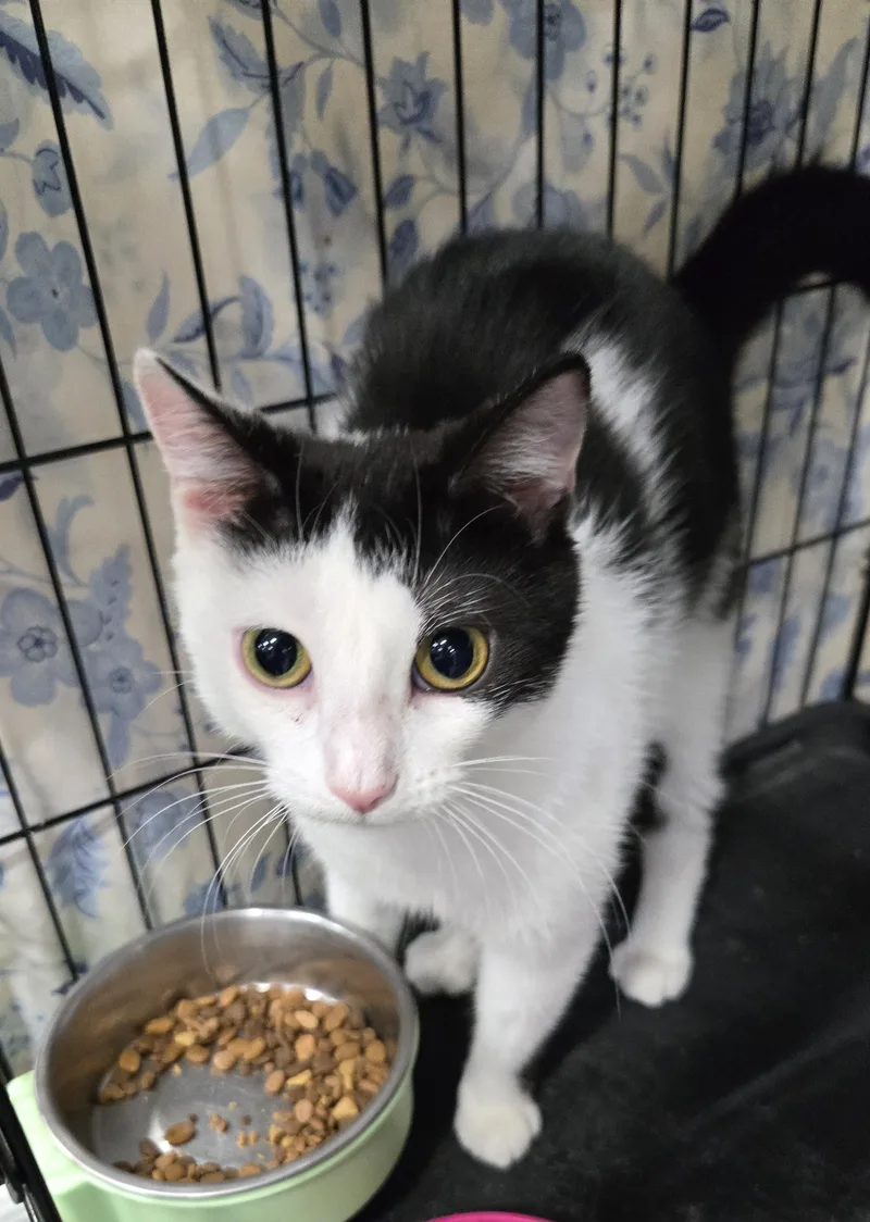 A baby medium-sized female Black & White / Tuxedo Domestic Short Hair cat named Nivile for adoption in Mokena, IL
