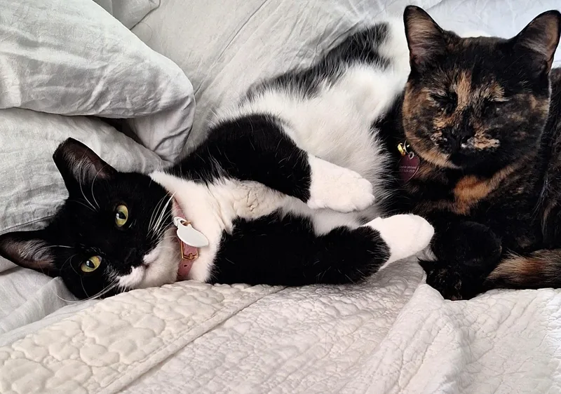 An adult medium-sized female Black & White / Tuxedo Domestic Short Hair cat named Abby for adoption in Rochester, NY