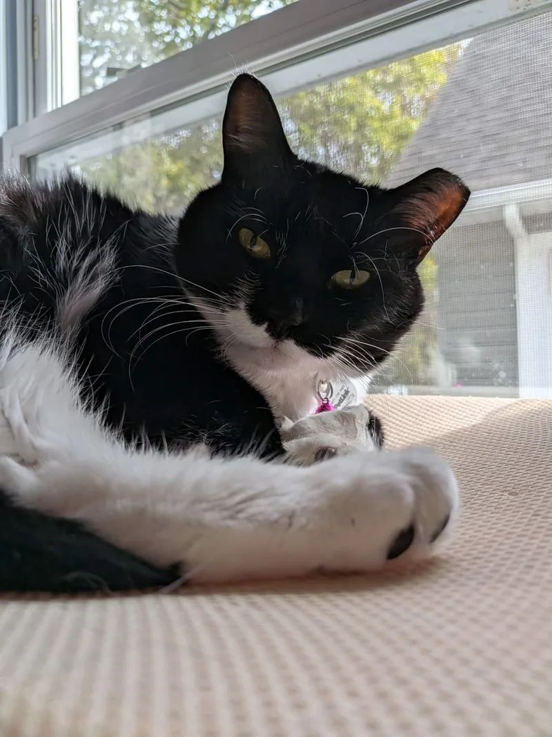Abby thumbnail 2