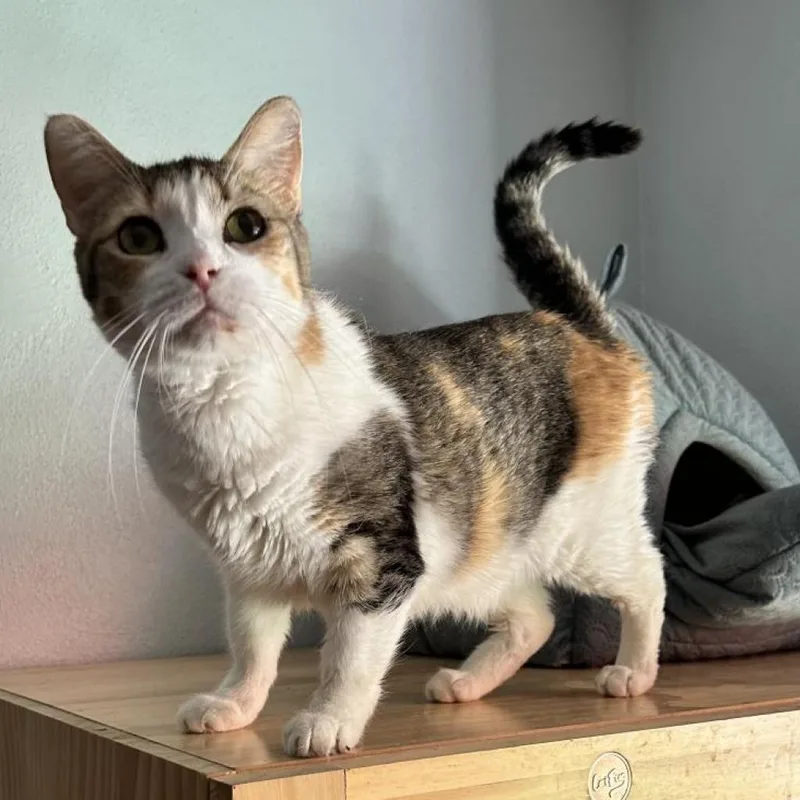 A senior small-sized female Domestic Short Hair cat named Grace for adoption in Brawley, CA