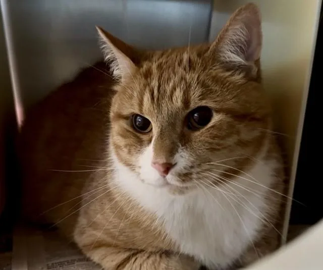 An adult large-sized male Domestic Short Hair cat named Whitley for adoption in Olathe, KS