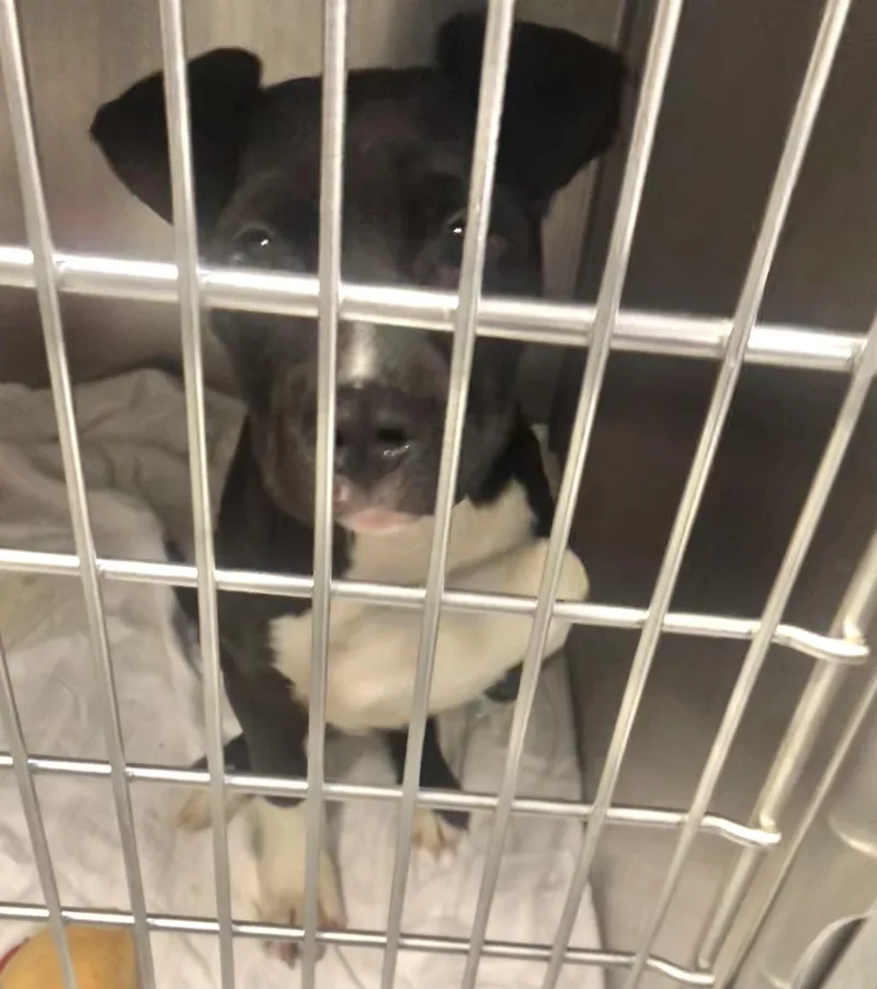 A baby medium-sized female Black Mixed Breed dog named Sadie for adoption in Parma, OH