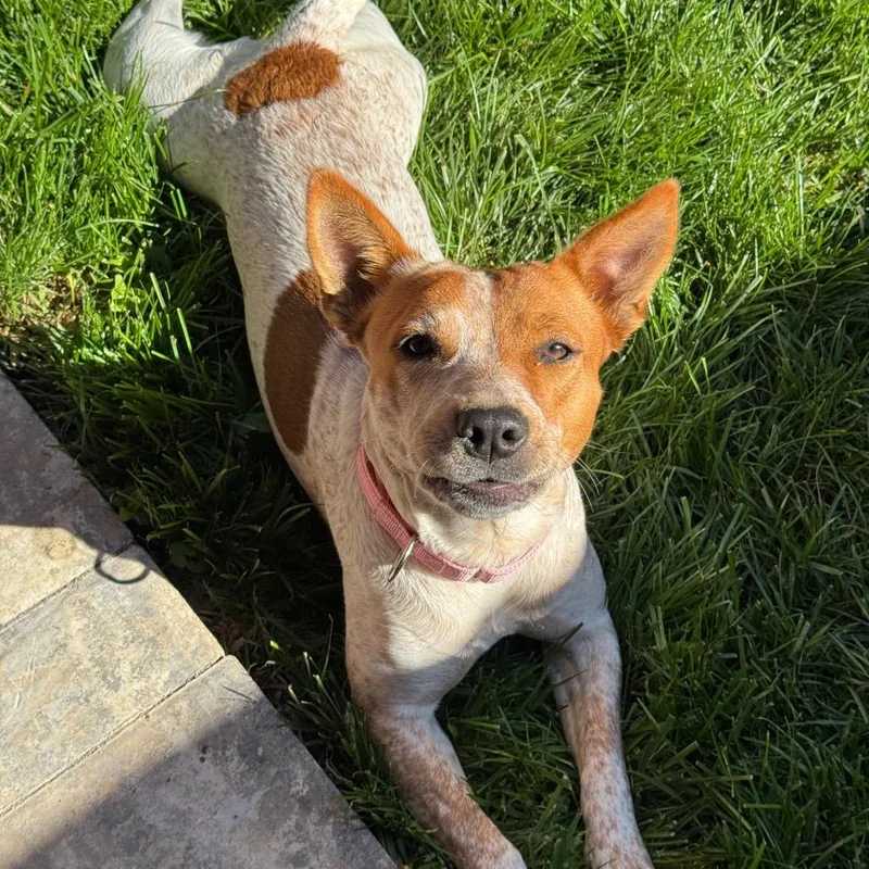 A young medium-sized female White / Cream Cattle Dog dog named Carmie Fee Sponsored for adoption in Alexandria, VA
