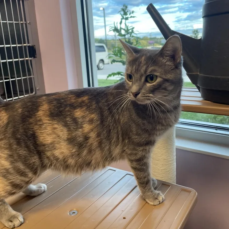 An adult small-sized female Gray / Blue / Silver Domestic Medium Hair cat named Macchiato for adoption in Madisonville, TN