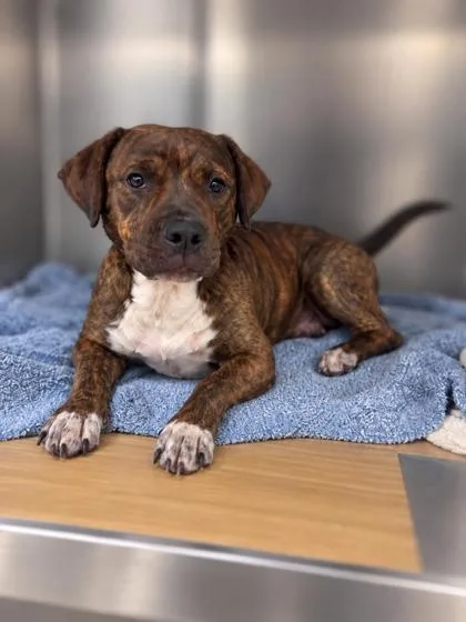 An adult medium-sized male Mixed Breed dog named Astro for adoption in Gulfport, MS