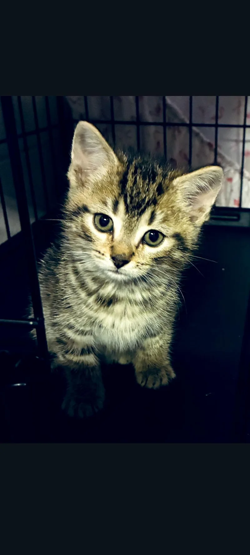 A baby small-sized female Dilute Calico Domestic Short Hair cat named Sofia for adoption in Lewis Center, OH