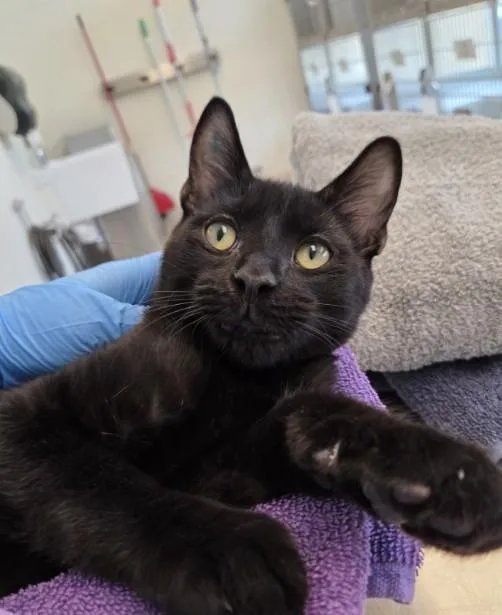 A baby small-sized male Domestic Short Hair cat named Zander for adoption in Brighton, CO